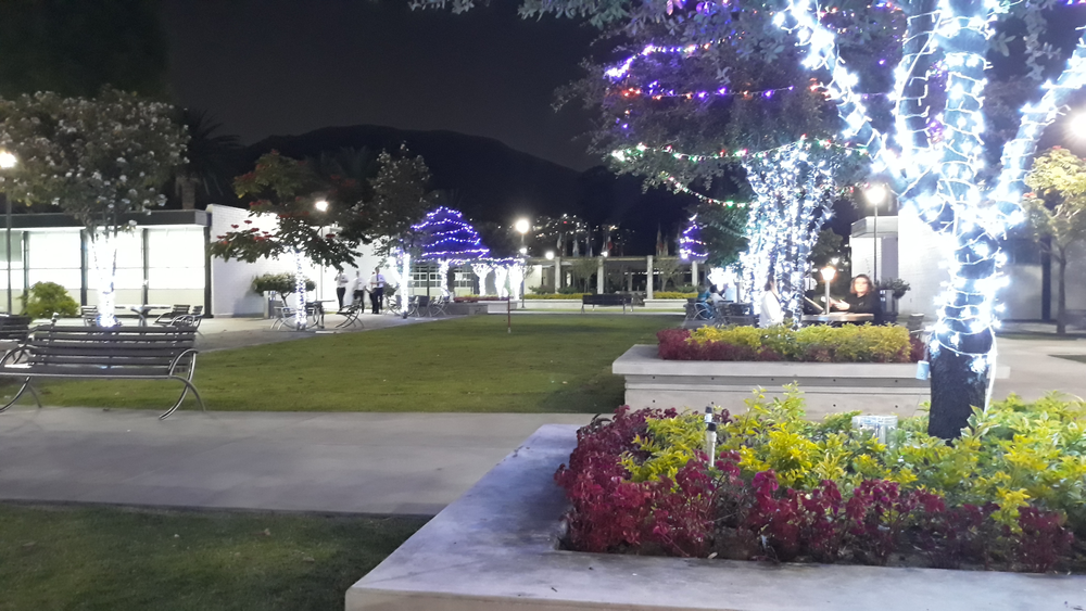 Some Christmas lights here in the CCM gardens. Es hermoso!