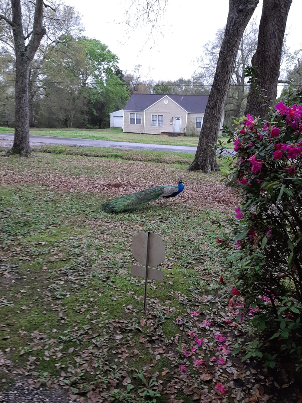 The random peacock